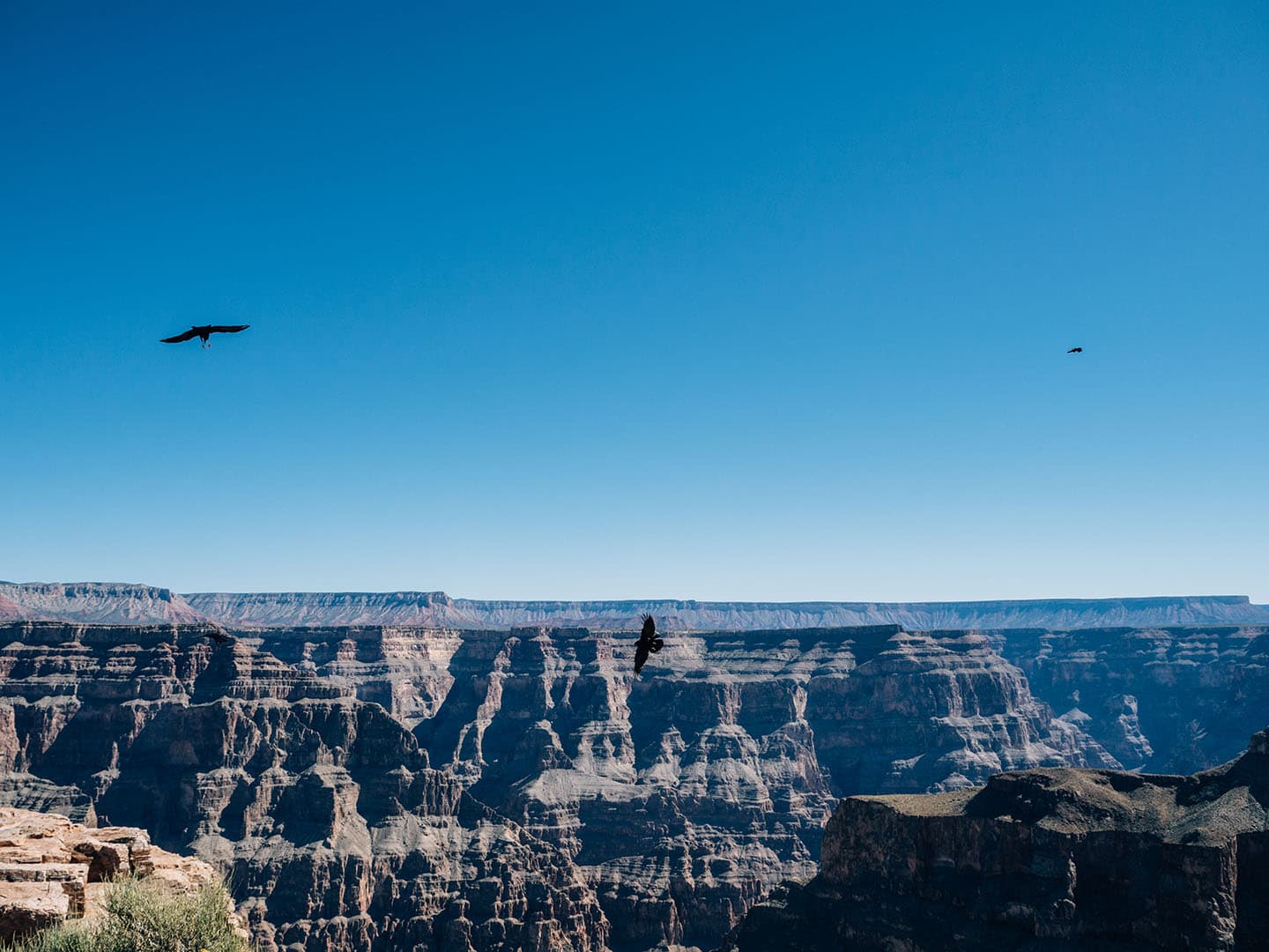 Pájaros en el Grand Canyon